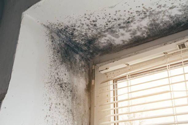 Affordable Basement Mold Removal solutions in Mercer Island, WA