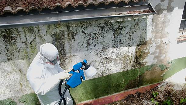 Trusted Mold Removal service in Mercer Island, WA - Cheap Mold Removal